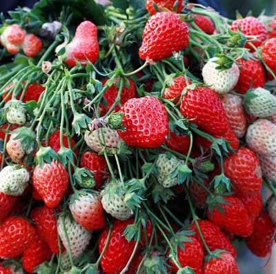 别被＂俏水果＂给骗了揭开10种毒水果的面纱