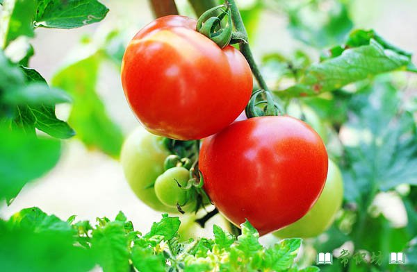 西红柿可美容养颜防疲劳的七大功效