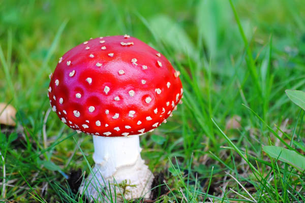 味美还顶饱 蘑菇不输牛肉