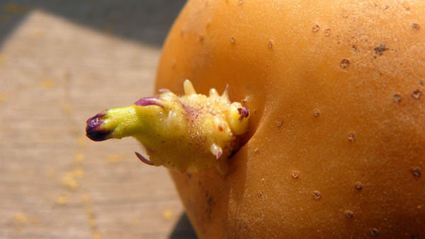 发芽土豆还能吃吗