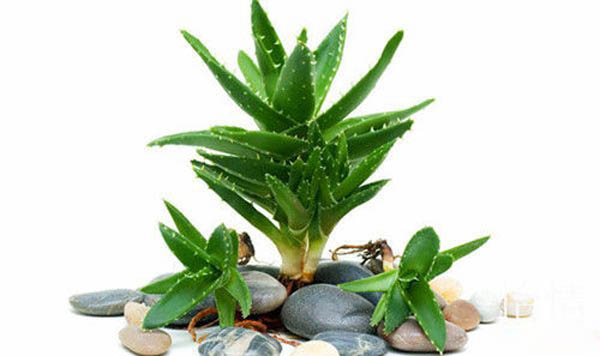 夏季食用芦荟可以瘦身吗？