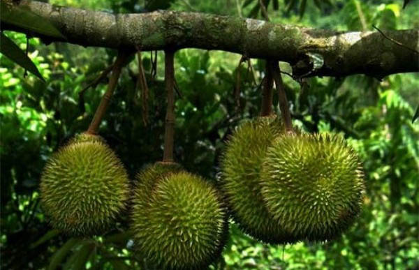 水果之王榴莲的食用方法