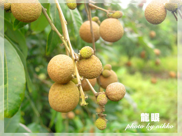 龙眼肉的功效--益气补血增强记忆