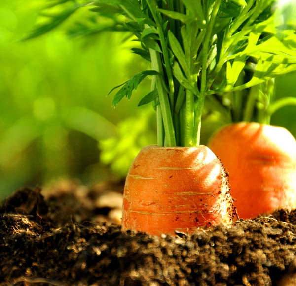 秋季吃哪些食物对皮肤好