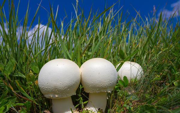 每天4根白蘑菇补维D