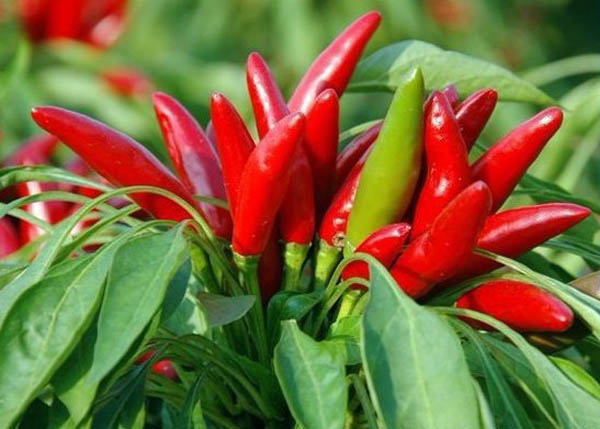 什么人群不能吃辣椒？