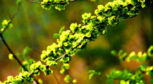 健脾清心话榆钱，但胃溃疡禁食用