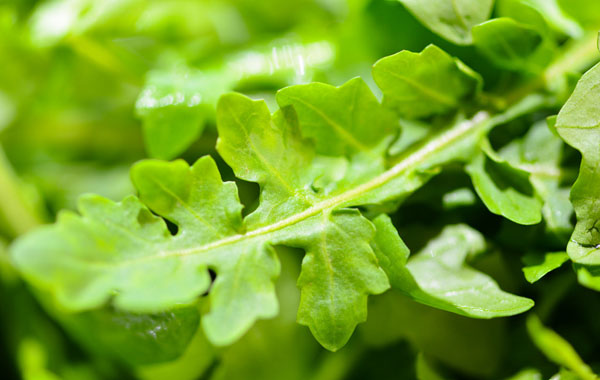 保护肝脏该吃什么？