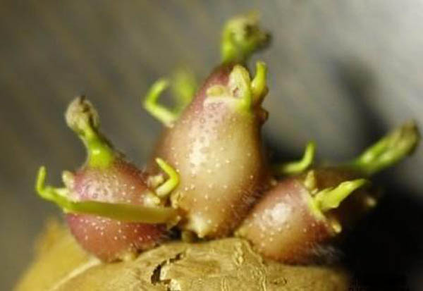 这7种食物食用时注意了，使用方法错误会中毒