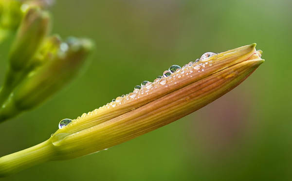 这7种食物食用时注意了，使用方法错误会中毒
